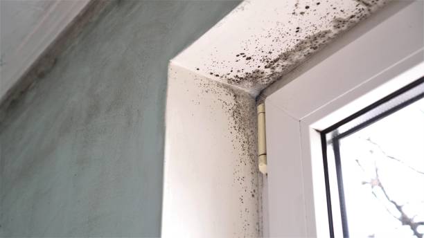 Biohazard Mold Removal in Shamokin Dam, PA