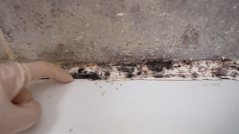 Best Environmental Consulting for Mold Prevention  in Shamokin Dam, PA